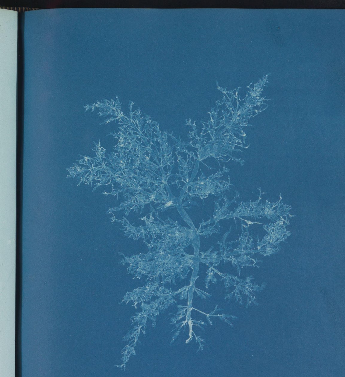 Chylocladia kaliformis alkotó: Anna Atkins