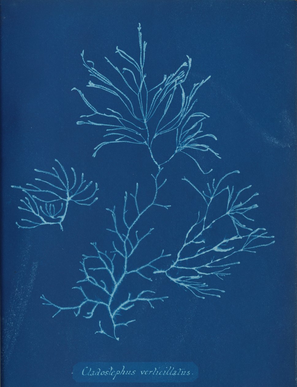 Cladostephus verticillatus, kb. 1853 alkotó: Anna Atkins