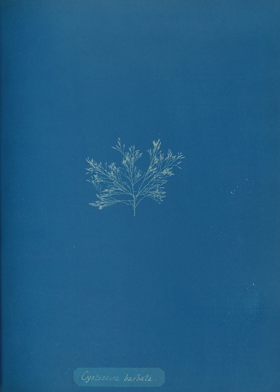 Cystoseira barbata, kb. 1853. alkotó: Anna Atkins