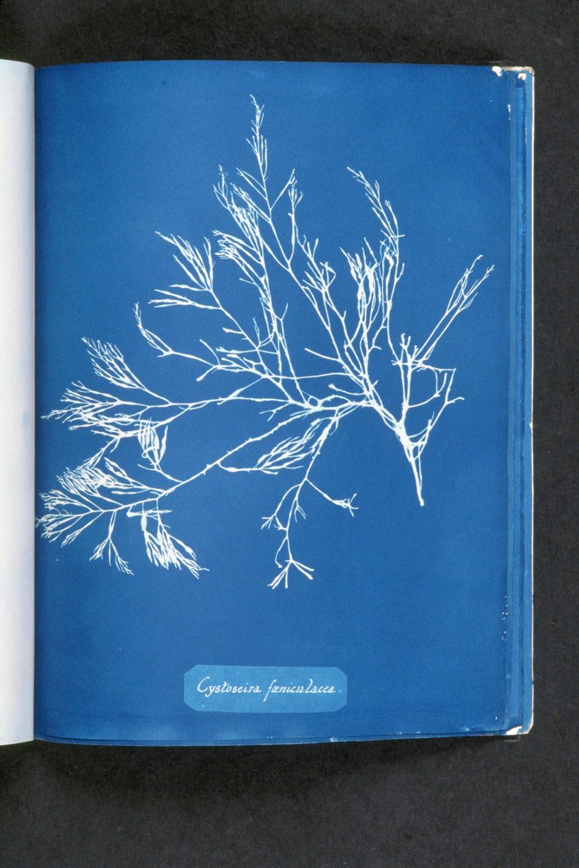 Cystoseira foeniculacea, a "Photographs of British Algae: Cyanotype Impressions" című kiadványból, 1843–53. alkotó: Anna Atkins