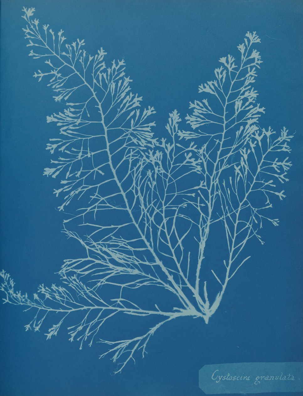 Cystoseira granulata, kb. 1853. alkotó: Anna Atkins