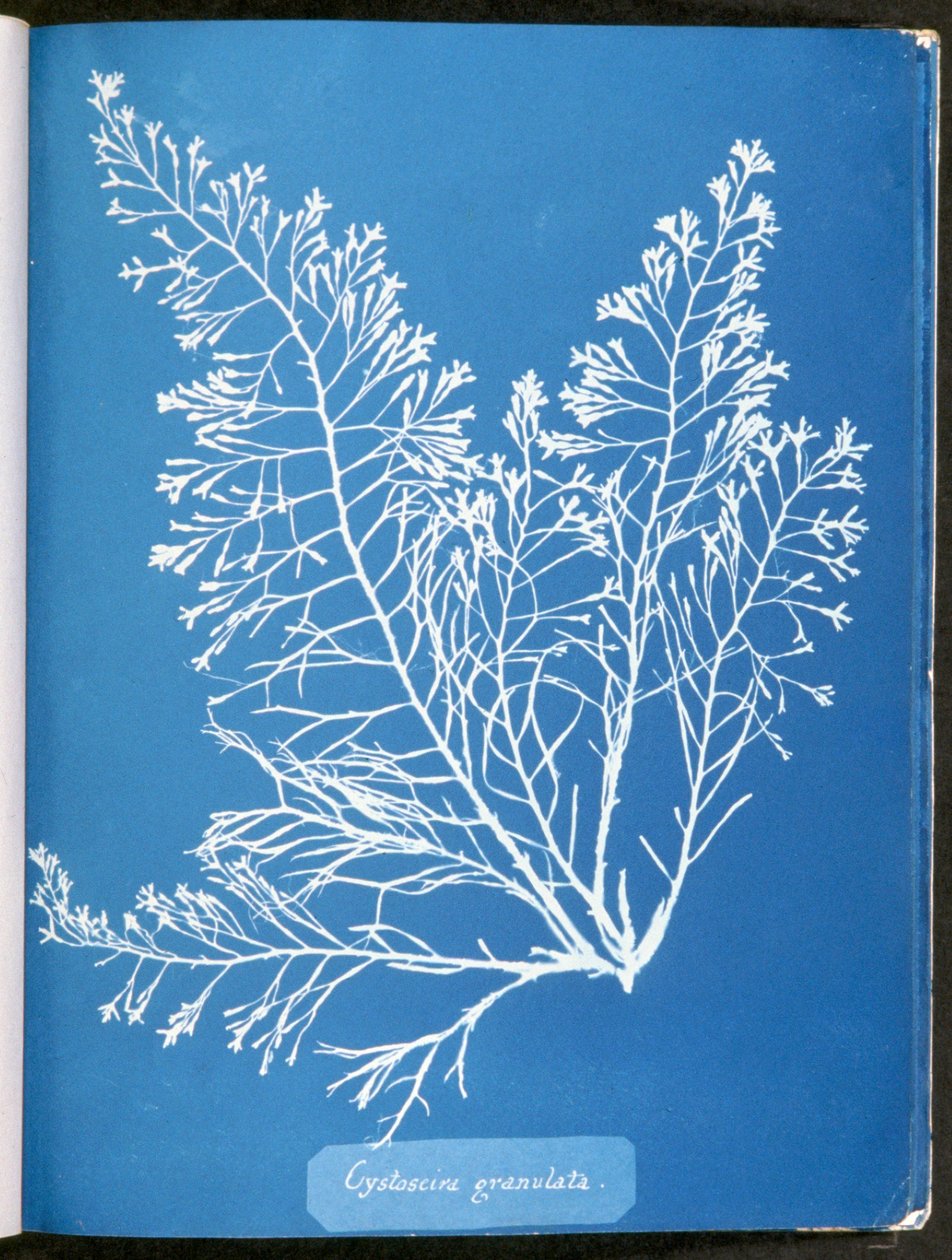 Cystoseira granulata, a "Photographs of British Algae: Cyanotype Impressions" című kiadványból, 1843–53. alkotó: Anna Atkins