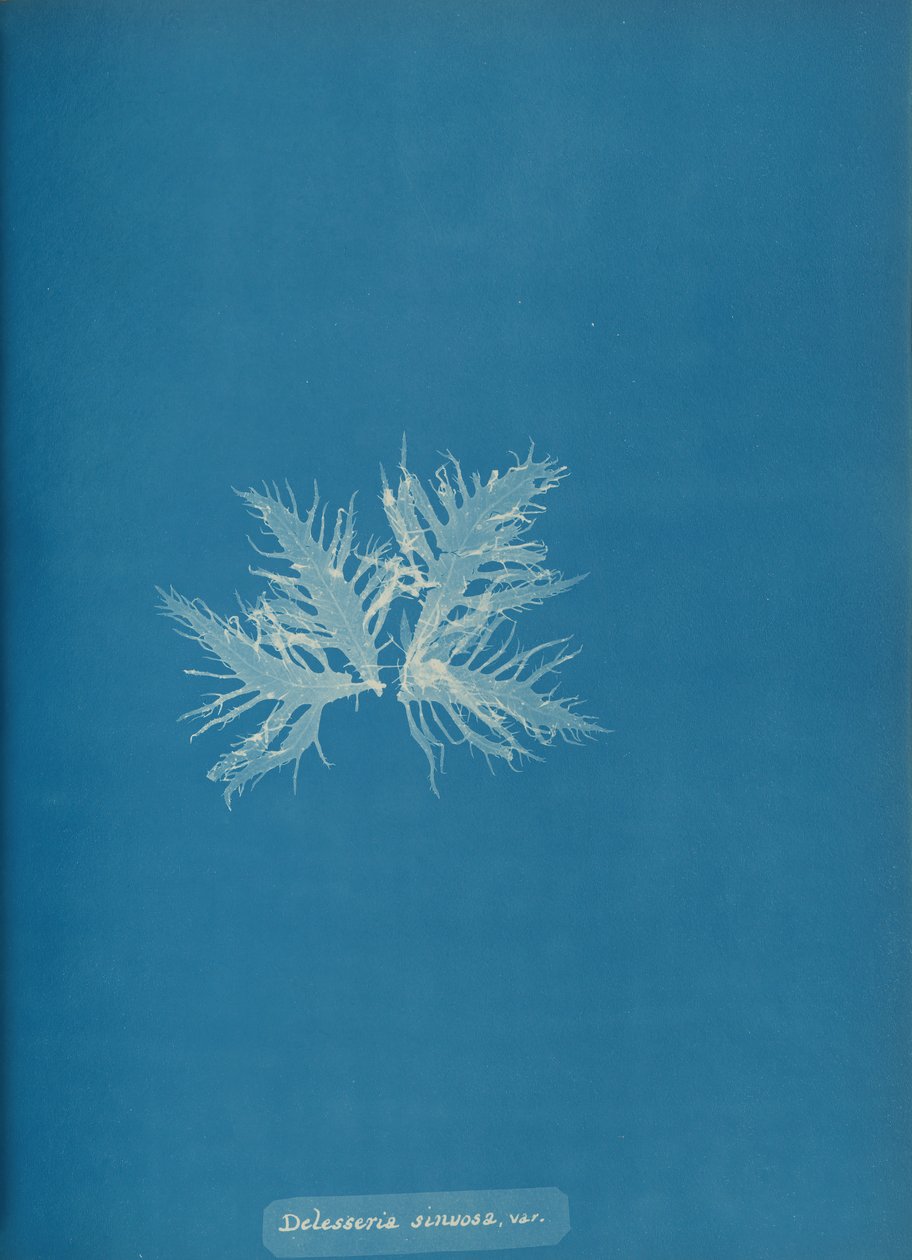 Delesseria sinvosa, var., kb. 1853. alkotó: Anna Atkins