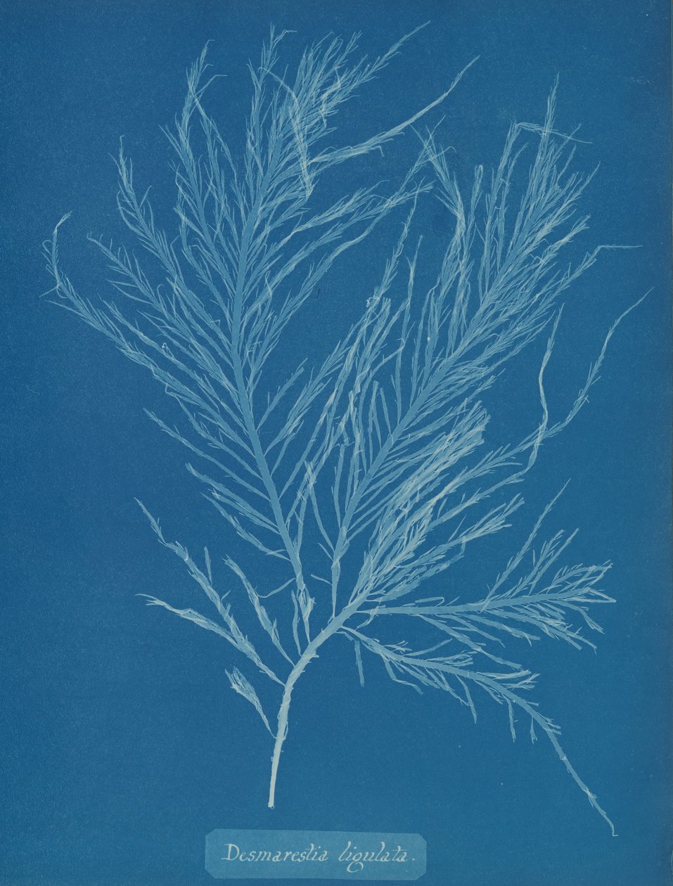 Desmarestia liqulata, kb. 1853. alkotó: Anna Atkins