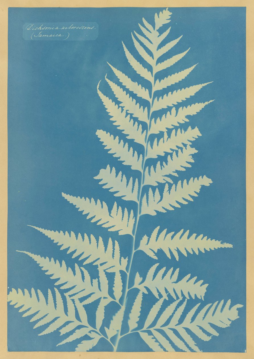 Dichsonia arborescens, Jamaica alkotó: Anna Atkins