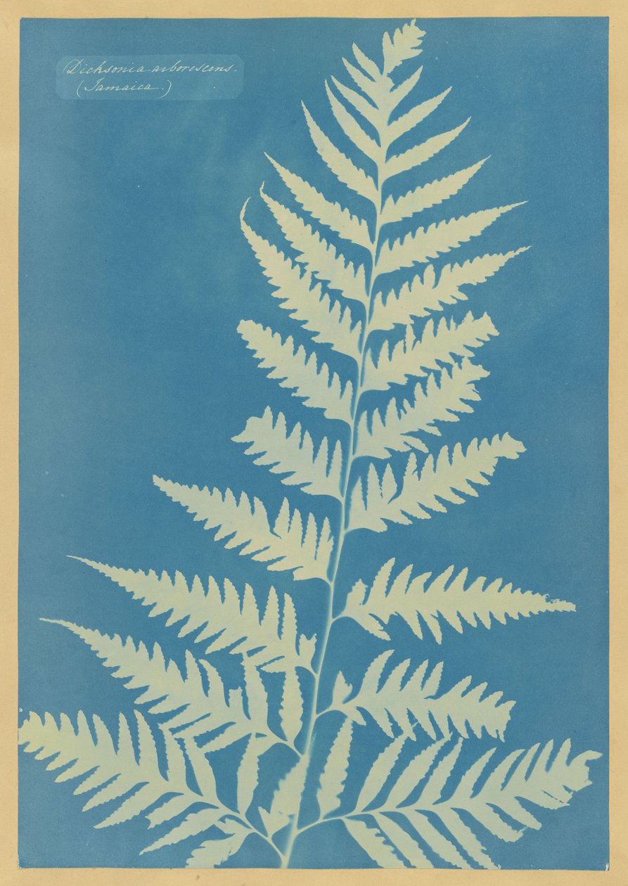 Dicksonia arborescens, Jamaica alkotó: Anna Atkins