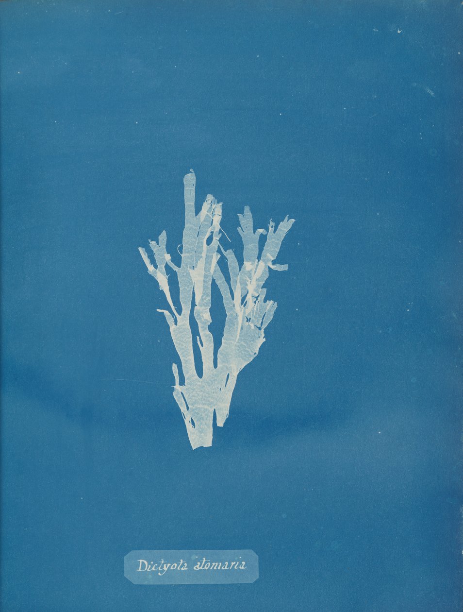 Dictyota atomaria, kb. 1853. alkotó: Anna Atkins