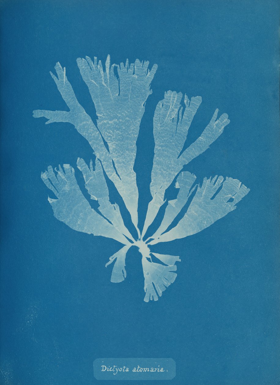 Dictyota atomaria, kb. 1853. alkotó: Anna Atkins