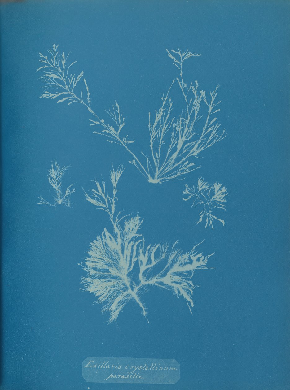 Exillaria crystallinum parazita, kb. 1853. alkotó: Anna Atkins