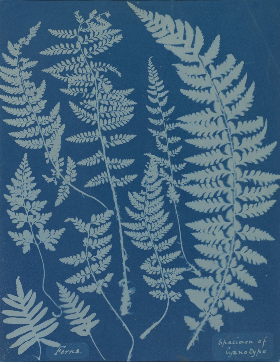 Páfrányok. A cianotípus mintája alkotó: Anna Atkins