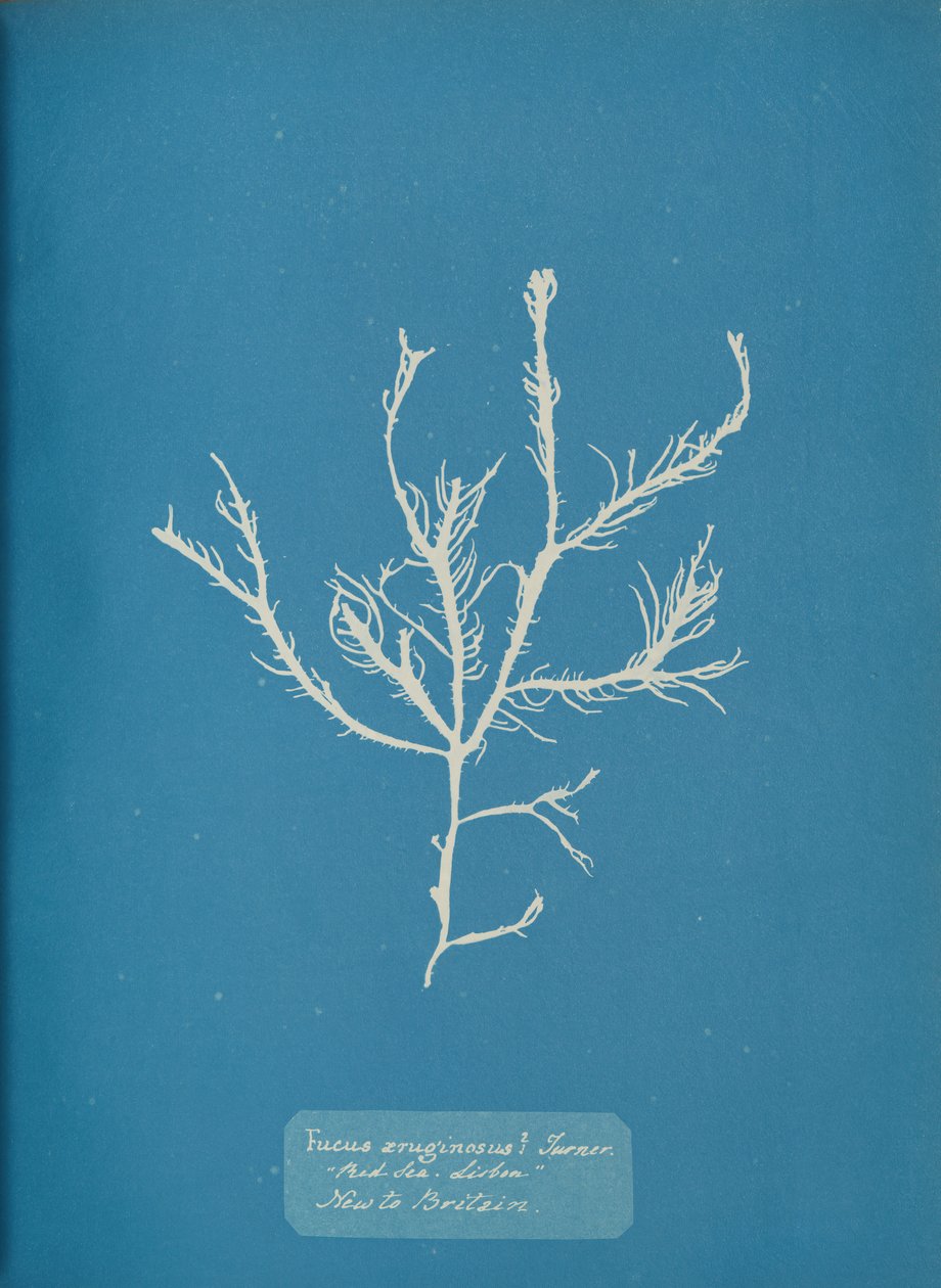 Fucus aeruginosus Turner. Val vel. Lisszabon-tenger Új Nagy-Britanniában, kb. 1853. alkotó: Anna Atkins
