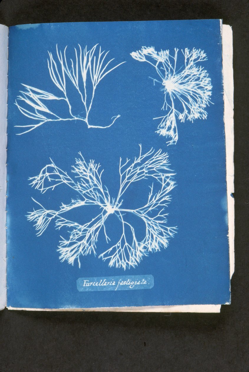 Furcelleria fastigiata, a „Photographs of British Algae: Cyanotype Impressions” című kiadványból, 1843-53 (cianotípus) alkotó: Anna Atkins