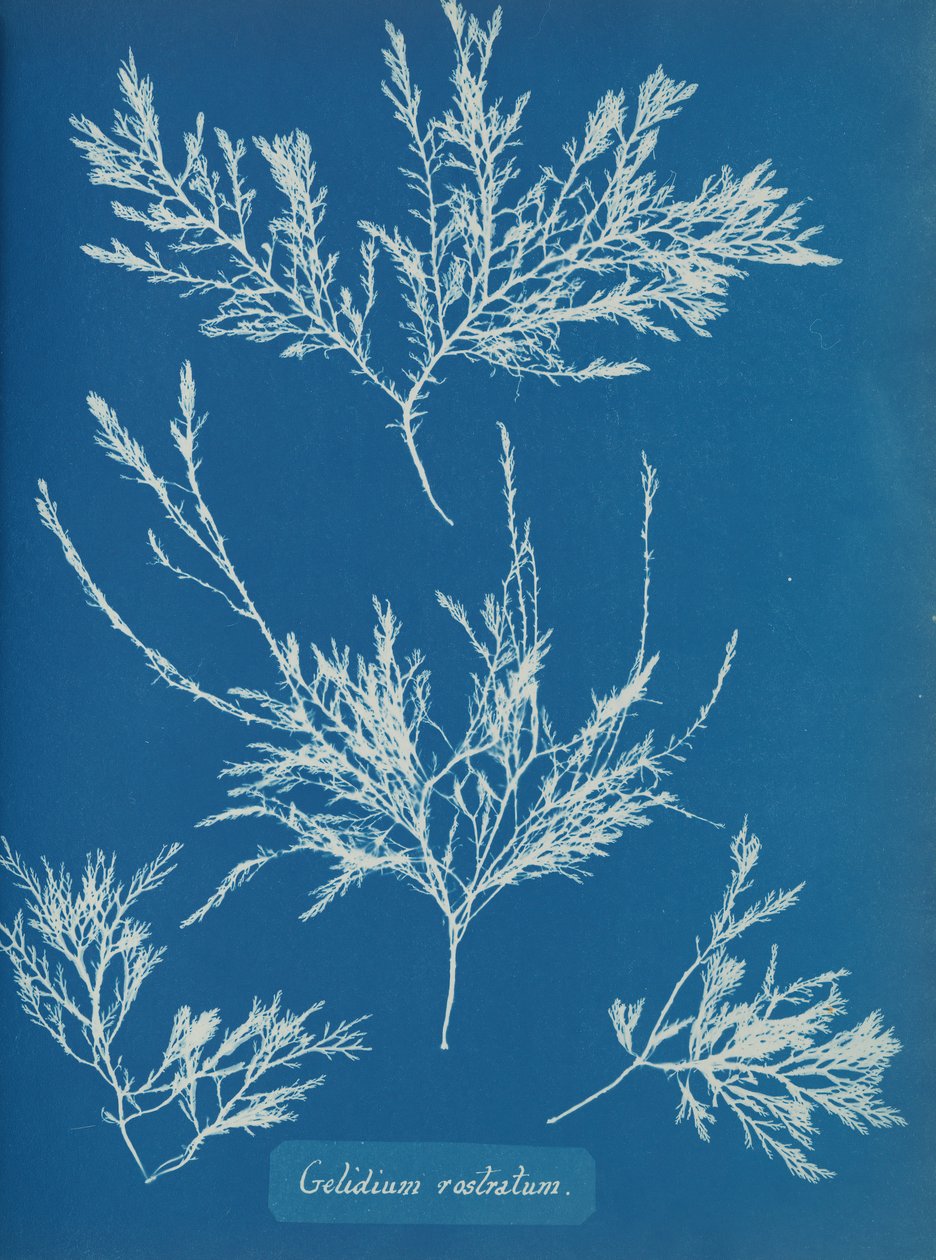 Gellius rostratum, kb. 1853 alkotó: Anna Atkins