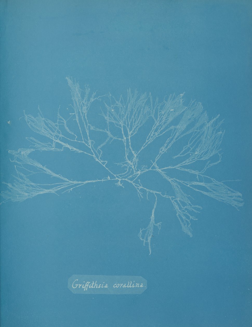 Coral Griffithsia, kb. 1853. alkotó: Anna Atkins