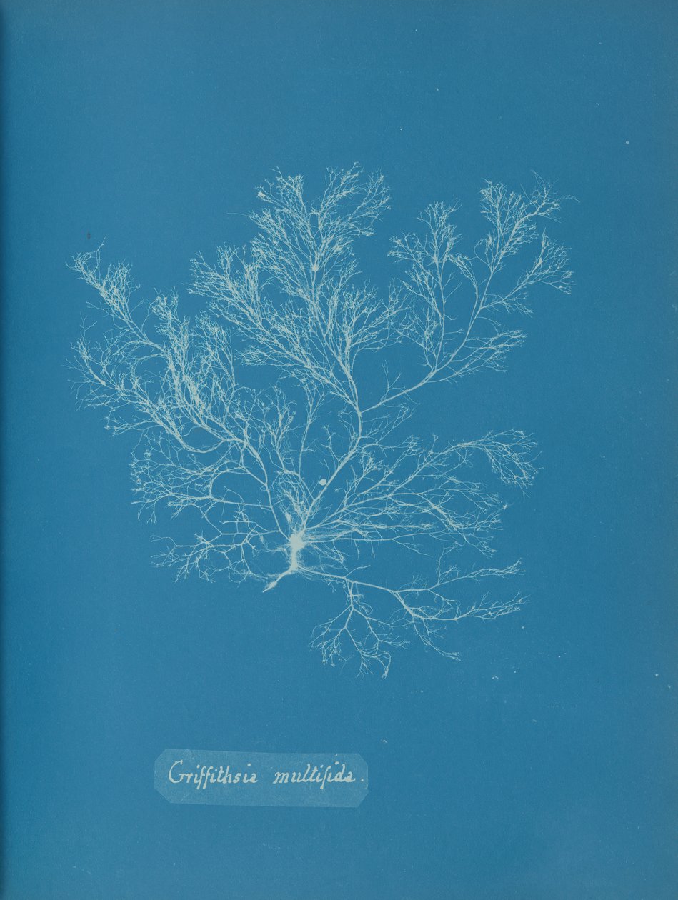 Griffithsia multifida, kb. 1853. alkotó: Anna Atkins