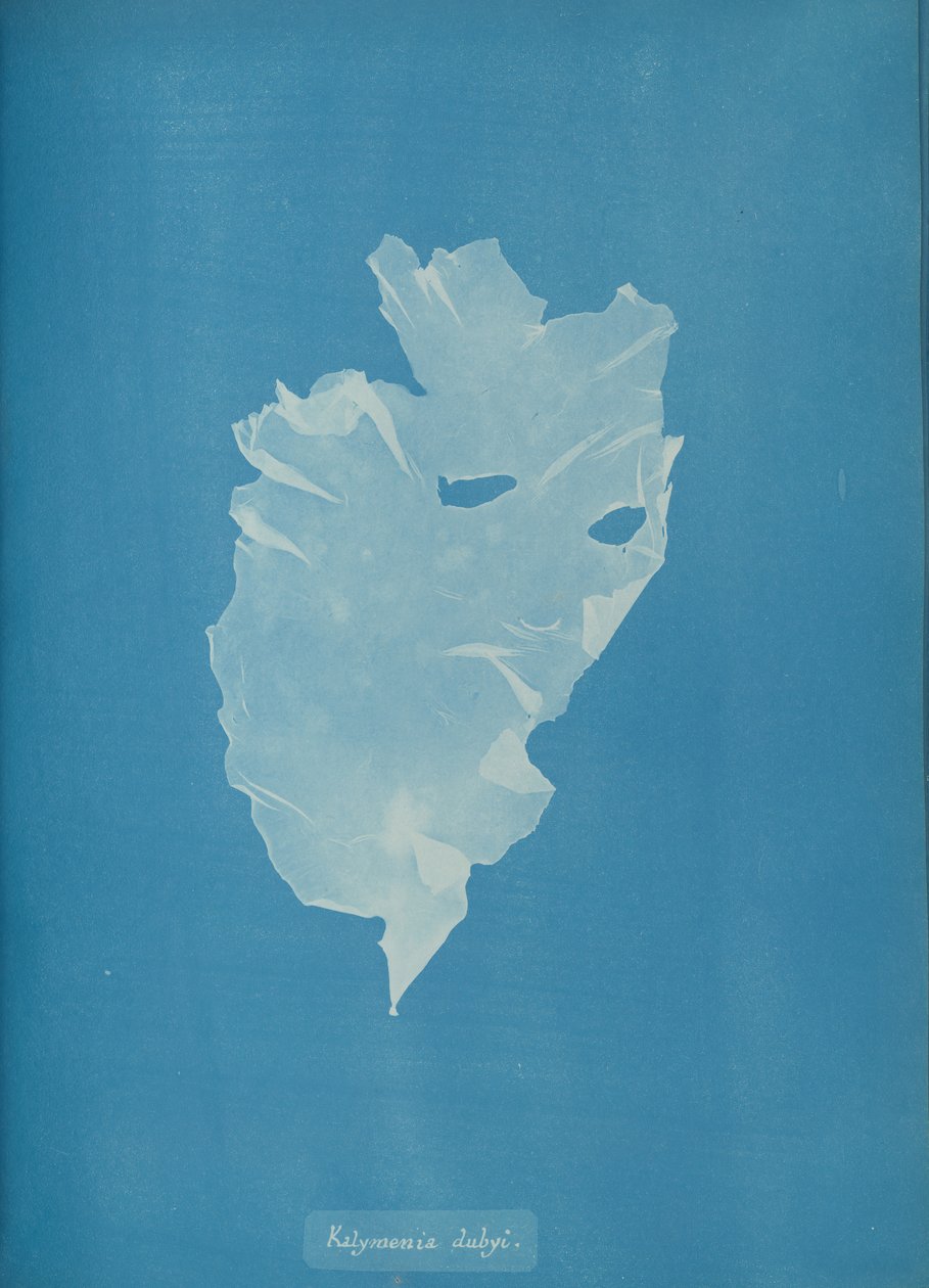 Kalymenia dubyi, kb. 1853. alkotó: Anna Atkins