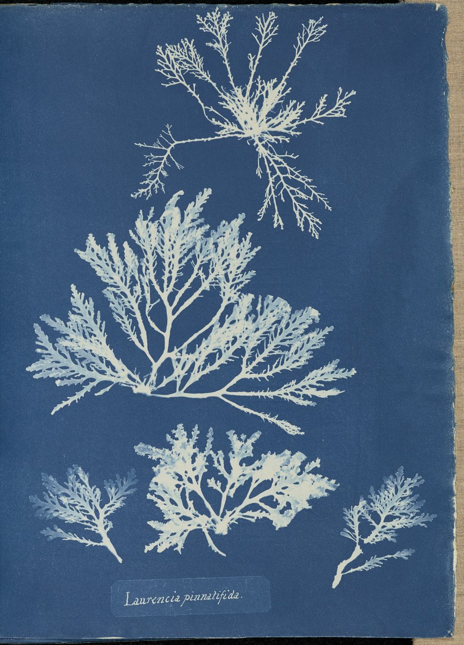 Laurencia pinnatifida alkotó: Anna Atkins