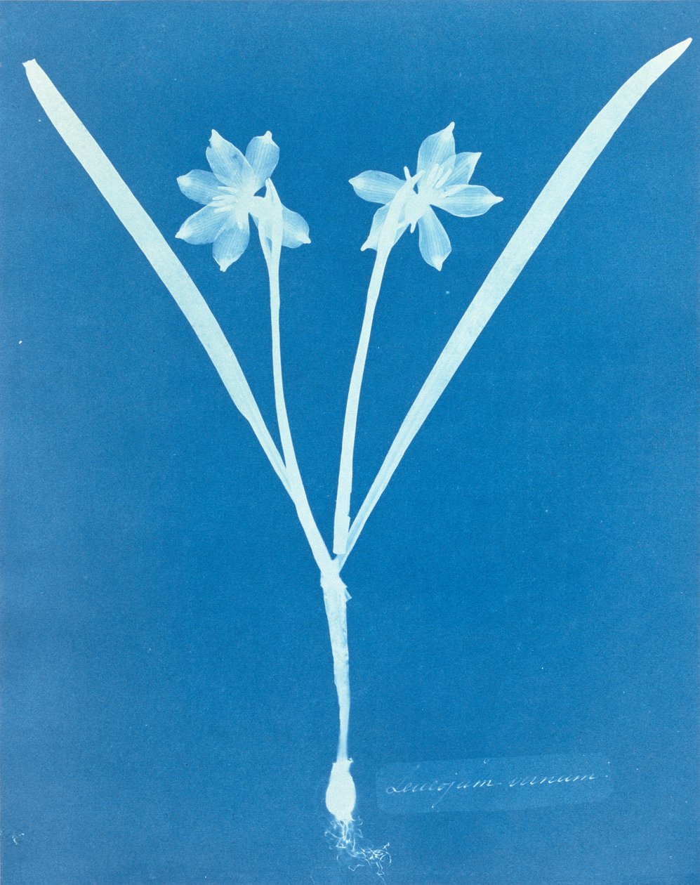 Leucojam Varium, Anna Atkins alkotó: Anna Atkins