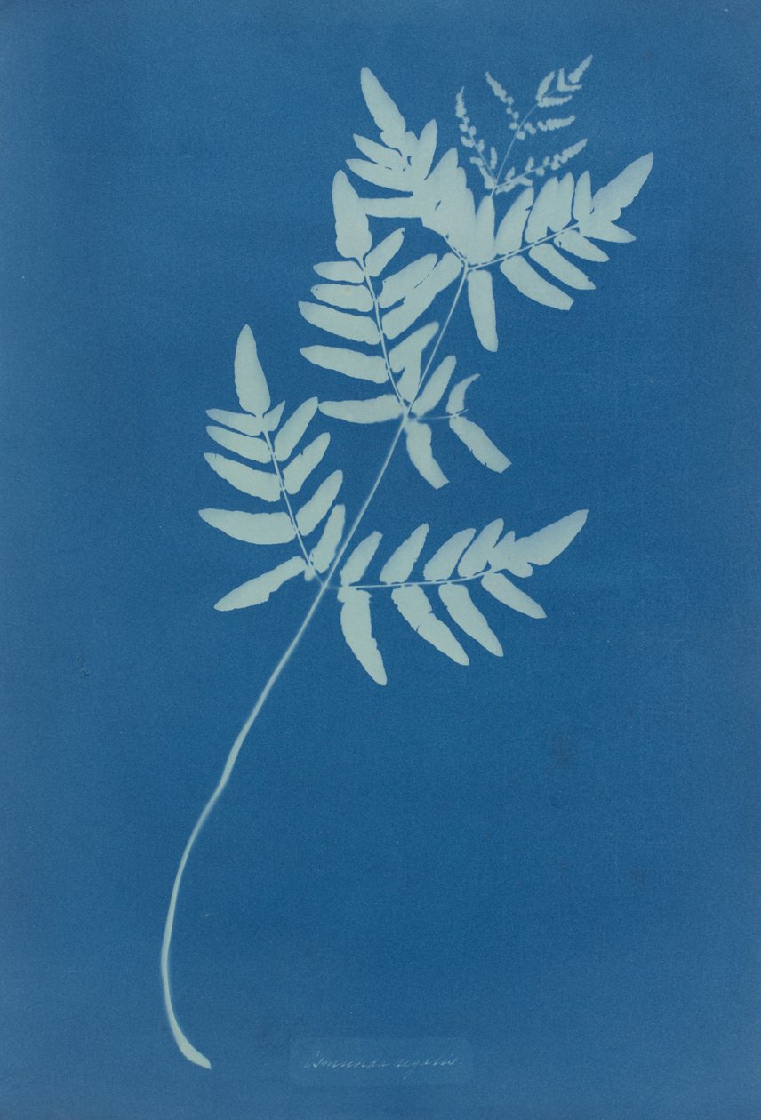 Osmund Rigalis (Ausztrália) alkotó: Anna Atkins