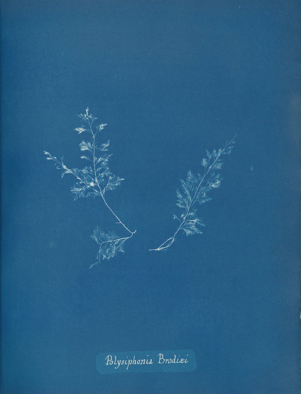 Brodie Polysiphonia, kb. 1853 alkotó: Anna Atkins