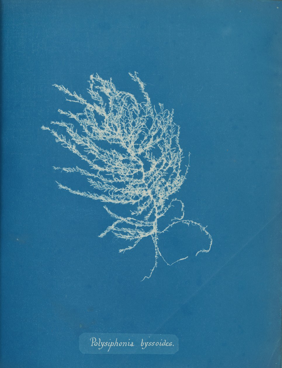 Polysiphonia byssoides, kb. 1853. alkotó: Anna Atkins