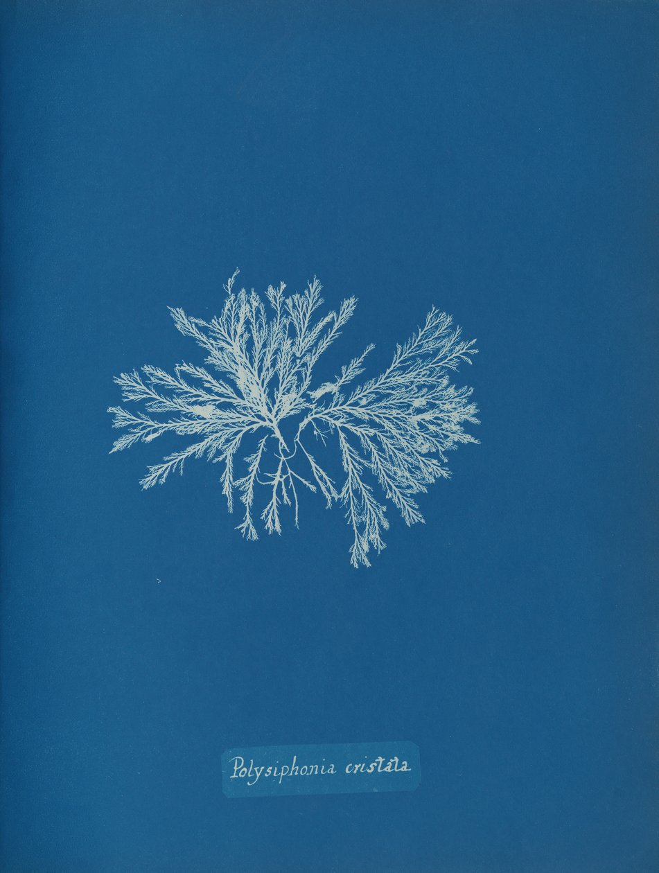 Polysiphonia cristata, kb. 1853. alkotó: Anna Atkins