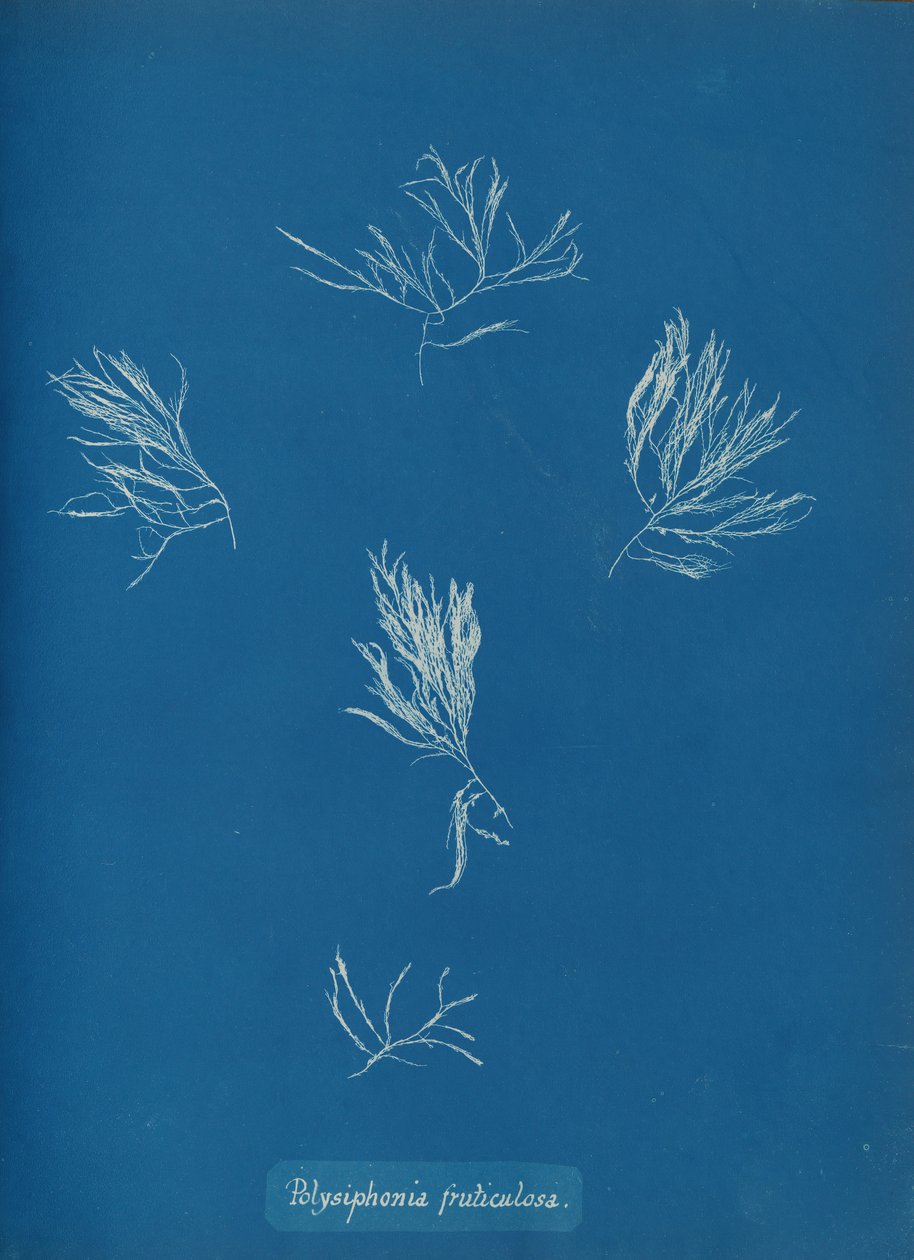 Polysiphonia fruticulosa, kb. 1853. alkotó: Anna Atkins