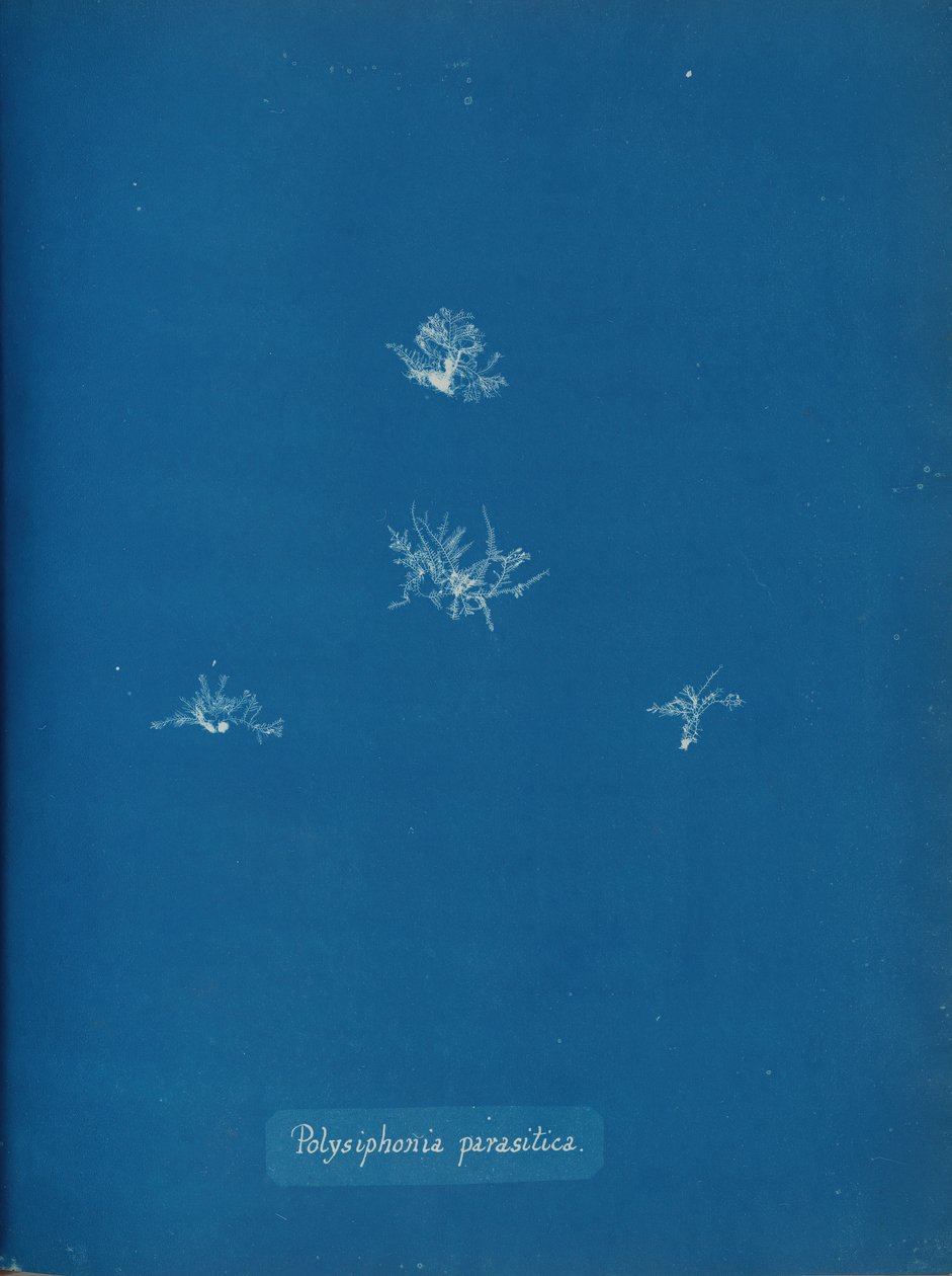 Polysiphonia parasitica, kb. 1853. alkotó: Anna Atkins