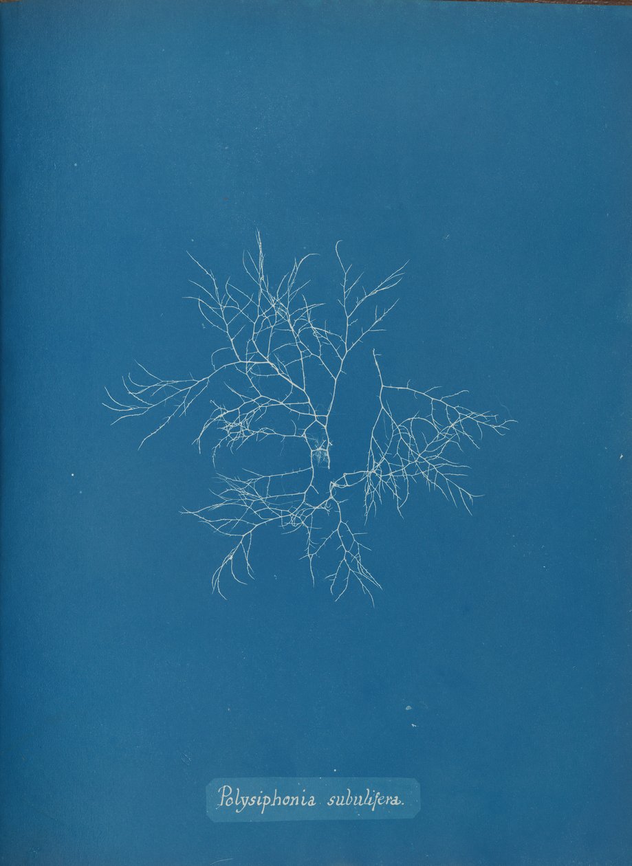 Polysiphonia subulifera, kb. 1853. alkotó: Anna Atkins