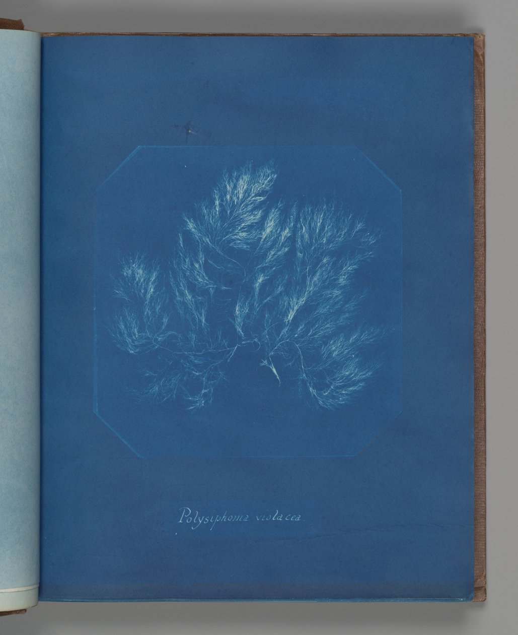 Polysiphonia violacea alkotó: Anna Atkins