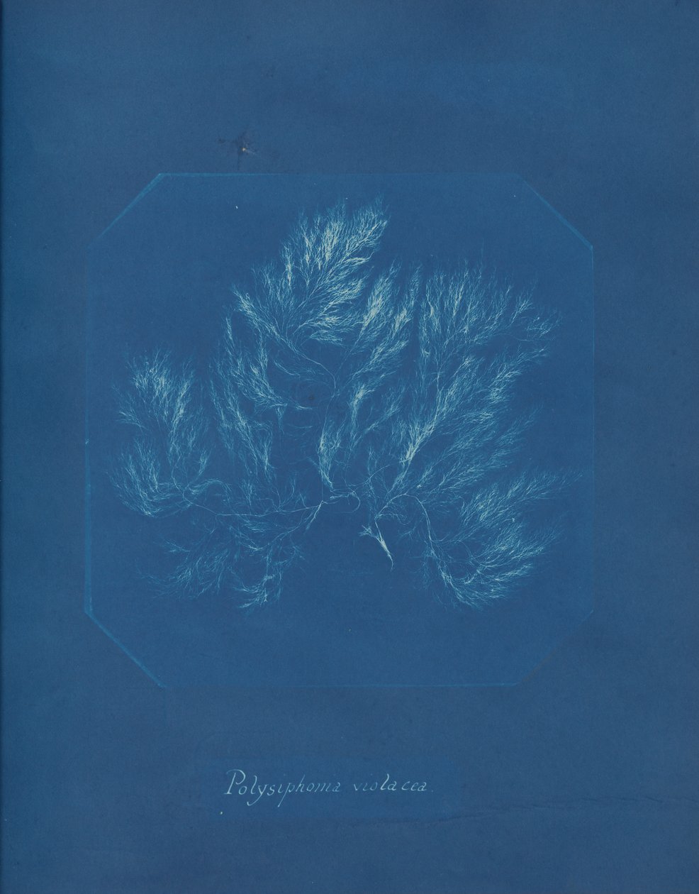 Polysiphonia violacea, kb. 1853. alkotó: Anna Atkins