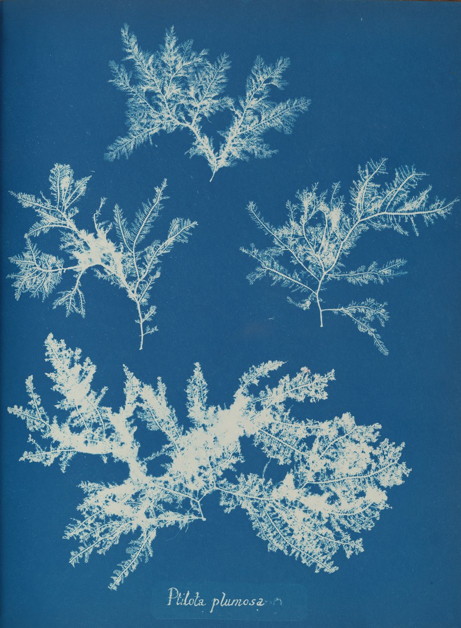 Ptilota plumosa, kb. 1853. alkotó: Anna Atkins