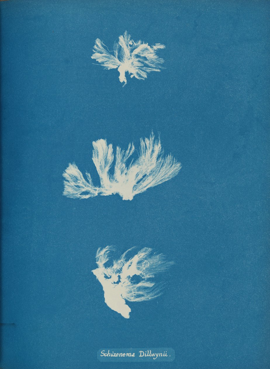 Schizonema Dillwynii, kb. 1853. alkotó: Anna Atkins