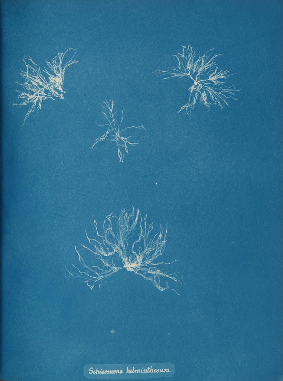 Schizonema helminthosum, kb. 1853. alkotó: Anna Atkins