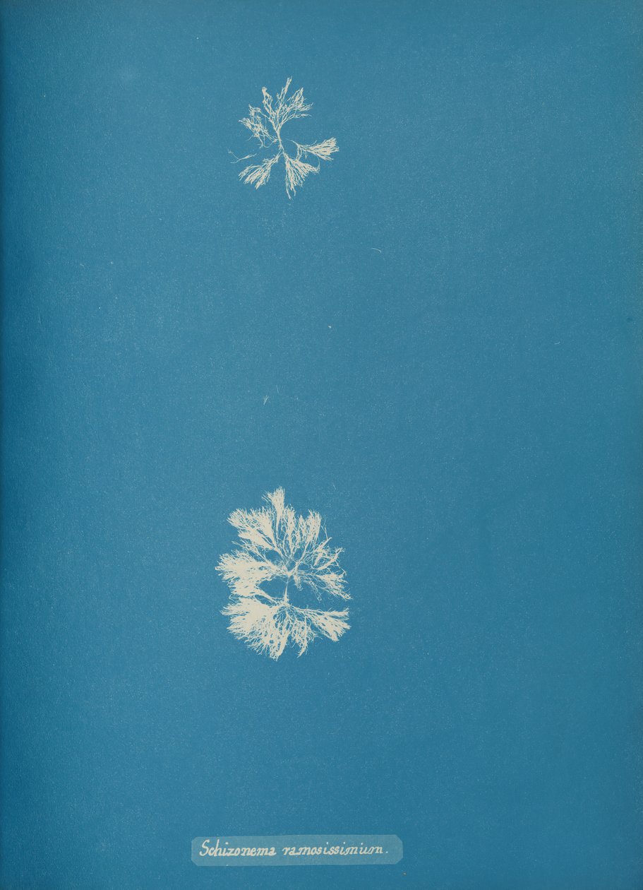 Schizonema ramosissimus, kb. 1853 alkotó: Anna Atkins