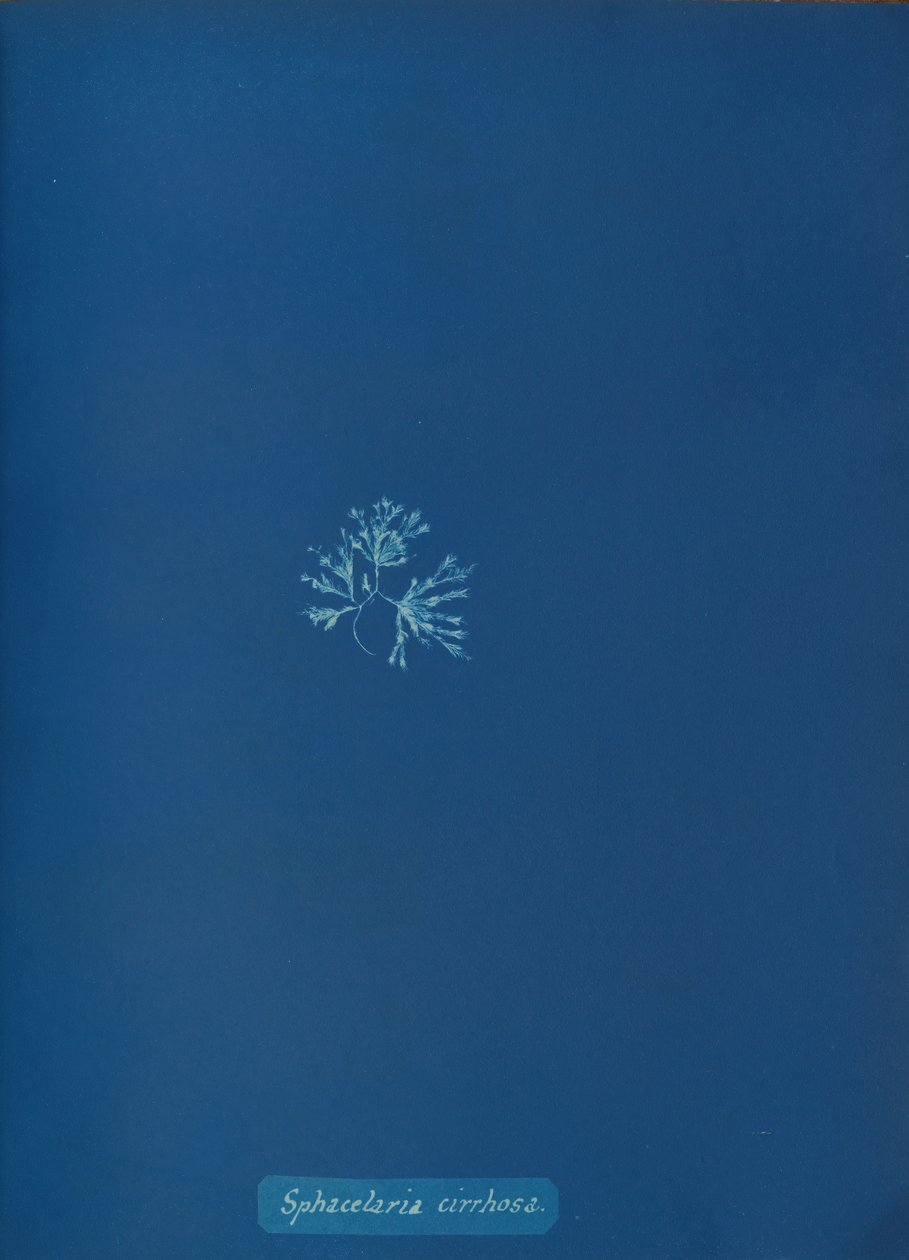 Sphacelaria cirrhosa, kb. 1853. alkotó: Anna Atkins