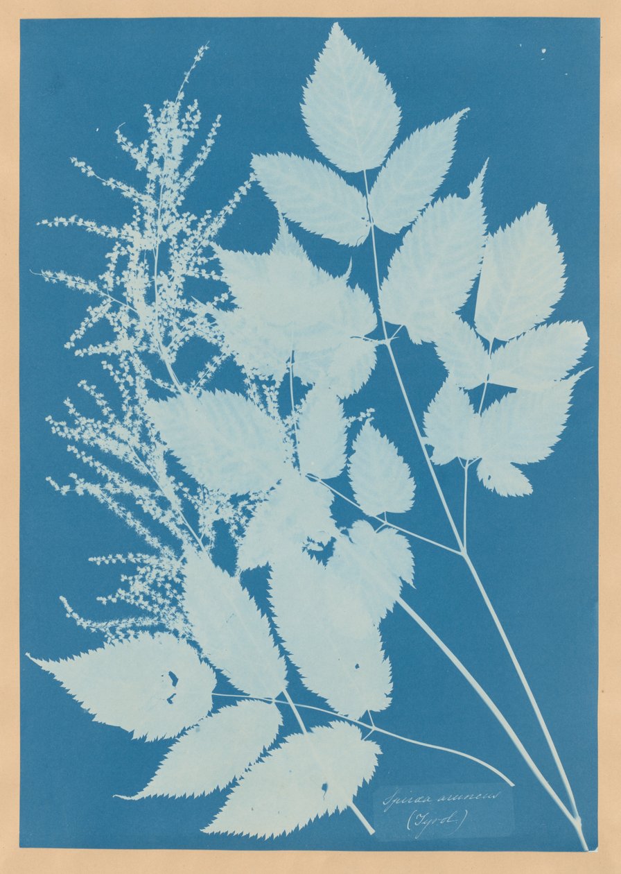 Spiraea aruncus (Tirol) alkotó: Anna Atkins