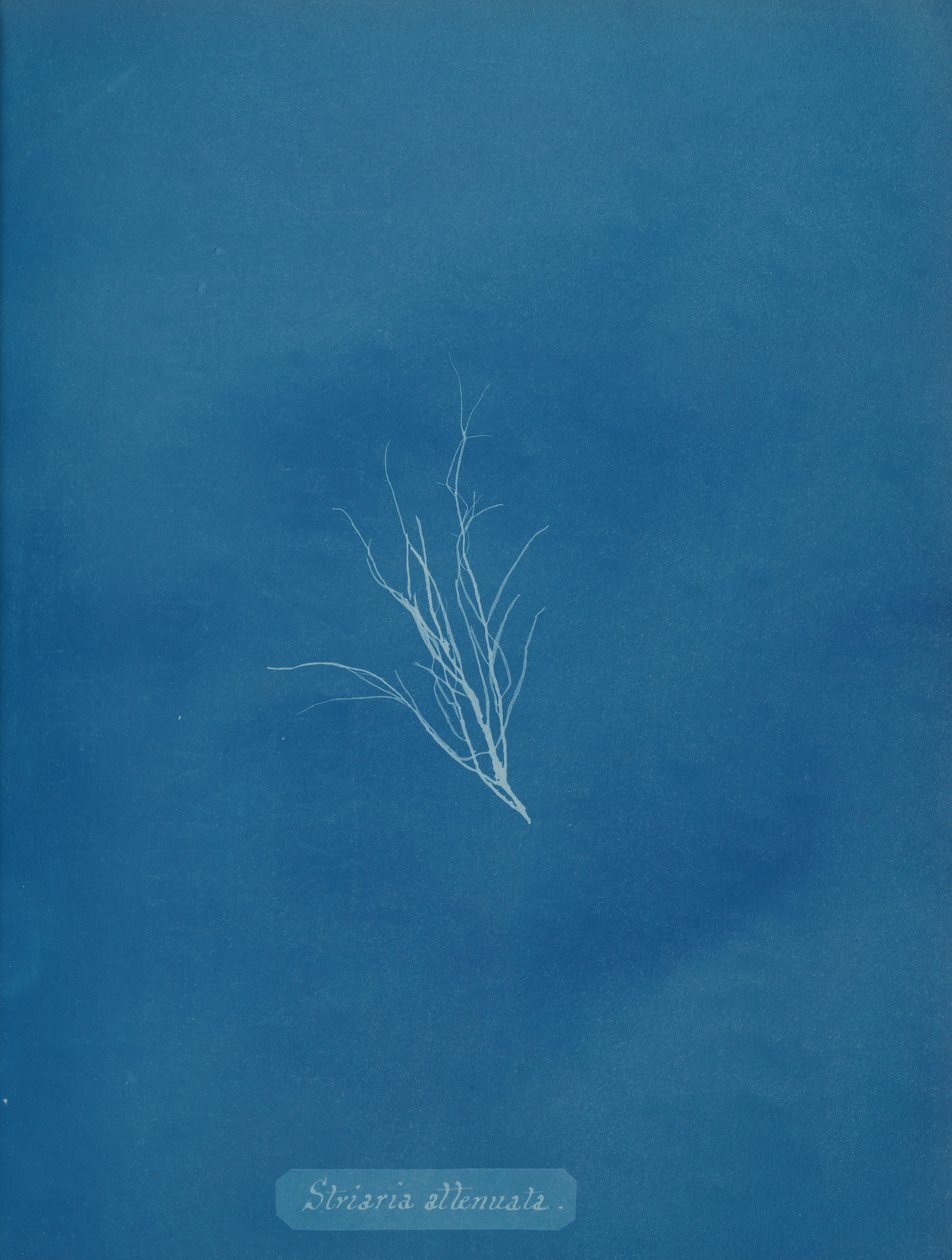 Striaria legyengített, kb. 1853. alkotó: Anna Atkins