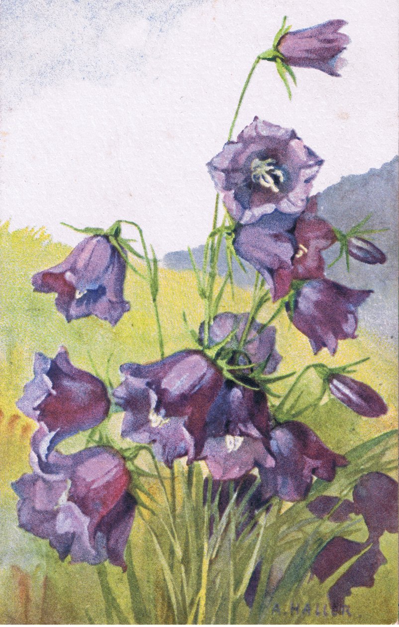 Kék virág, Képeslap, 1940-es évek alkotó: Anna Haller