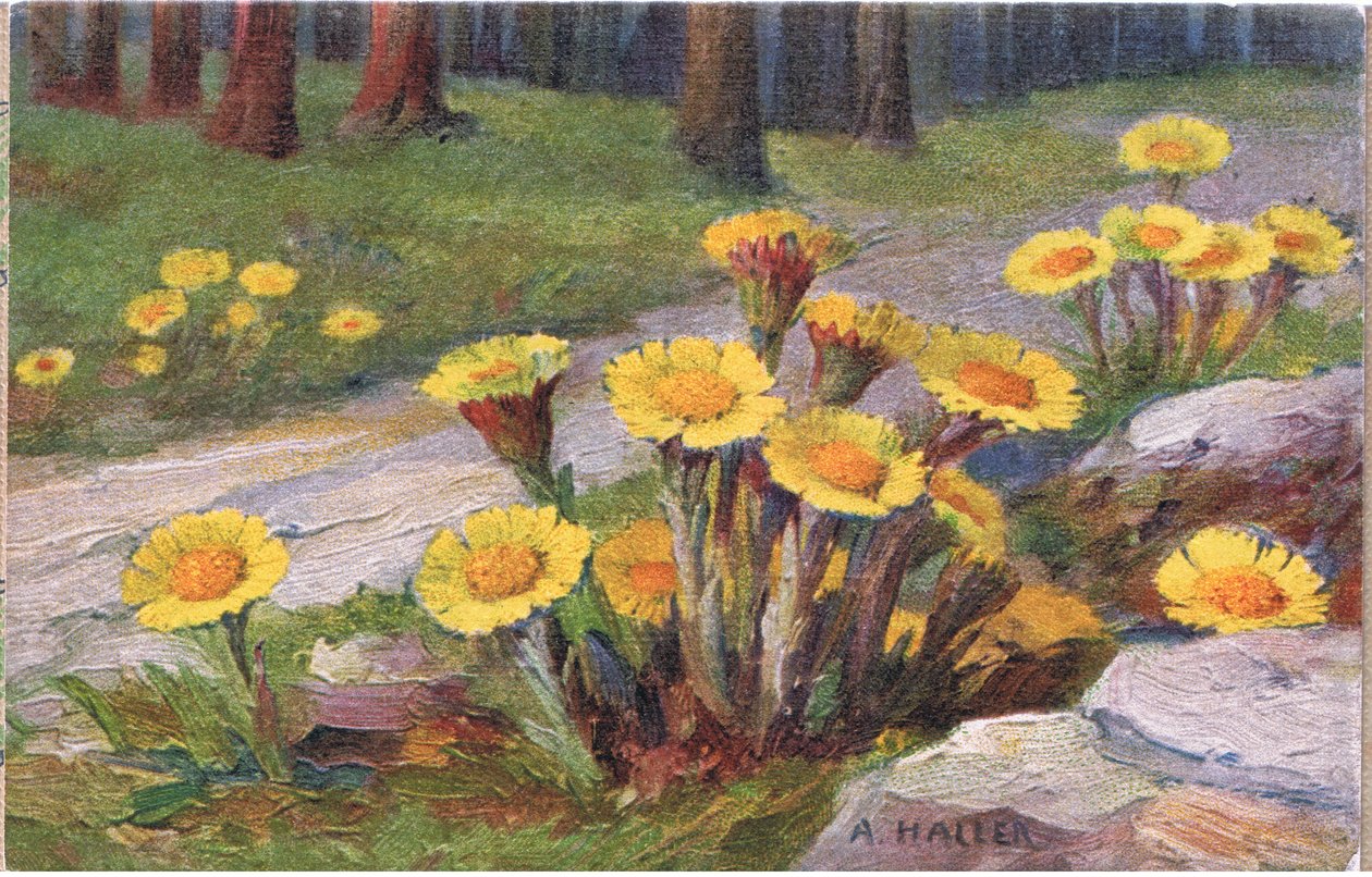 Csikóláb, Képeslap, 1940-es évek alkotó: Anna Haller