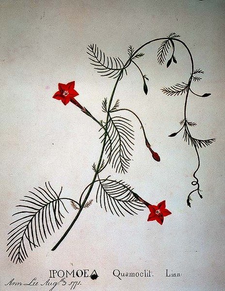 Ciprusszőlő: Ipomoea quomoclit alkotó: Anna Lee