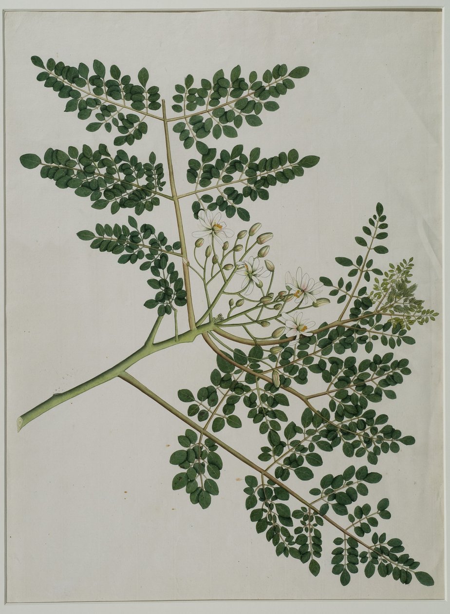 Moringa oleifera, más néven tormafának vagy dobfának (akvarell papíron) alkotó: Anna Maria Jones