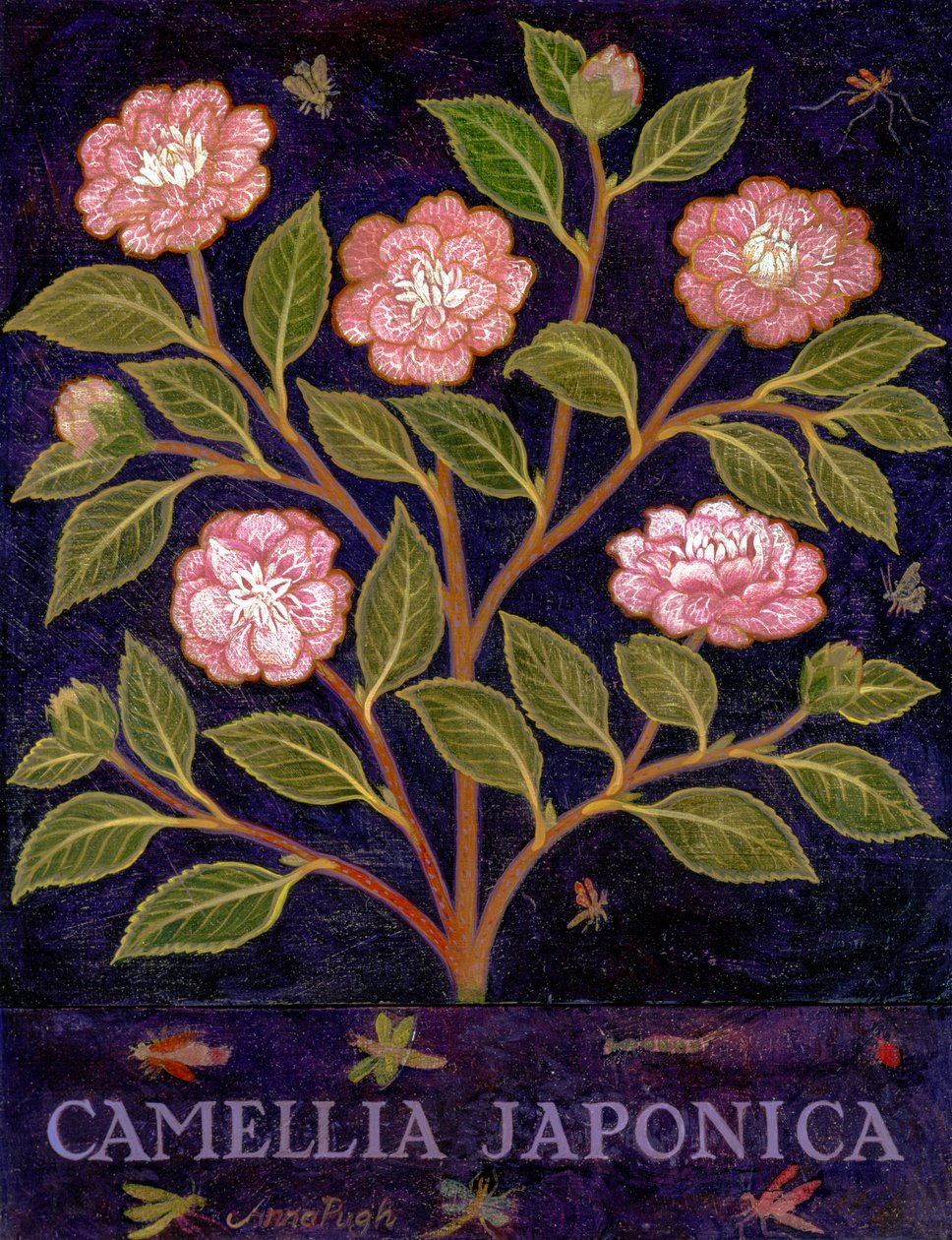 Camellia alkotó: Anna Pugh