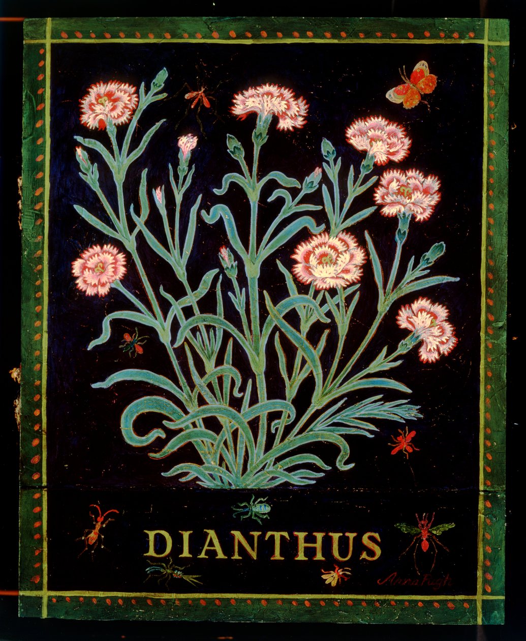 Dianthus alkotó: Anna Pugh