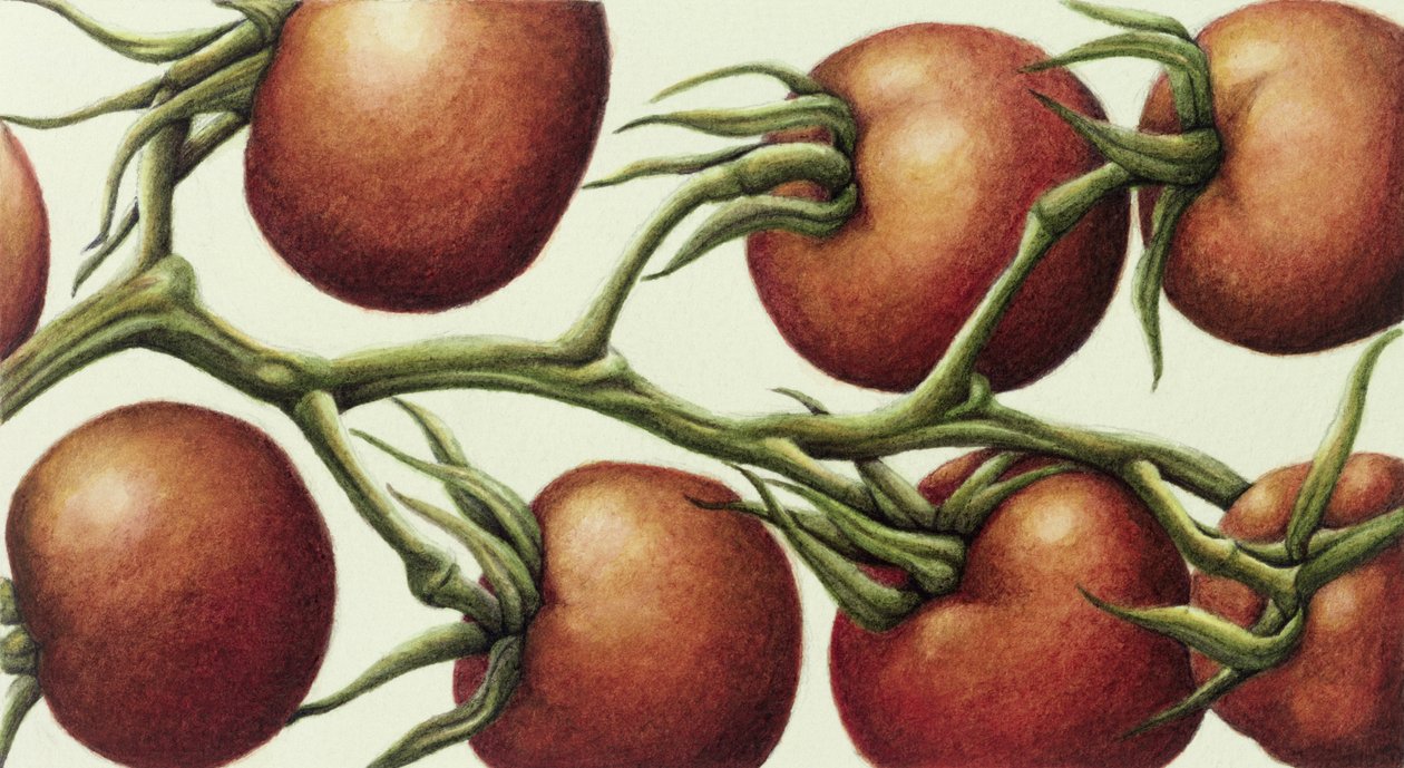 Tomato Vine, 1999 (wc papíron) alkotó: Annabel Barrett