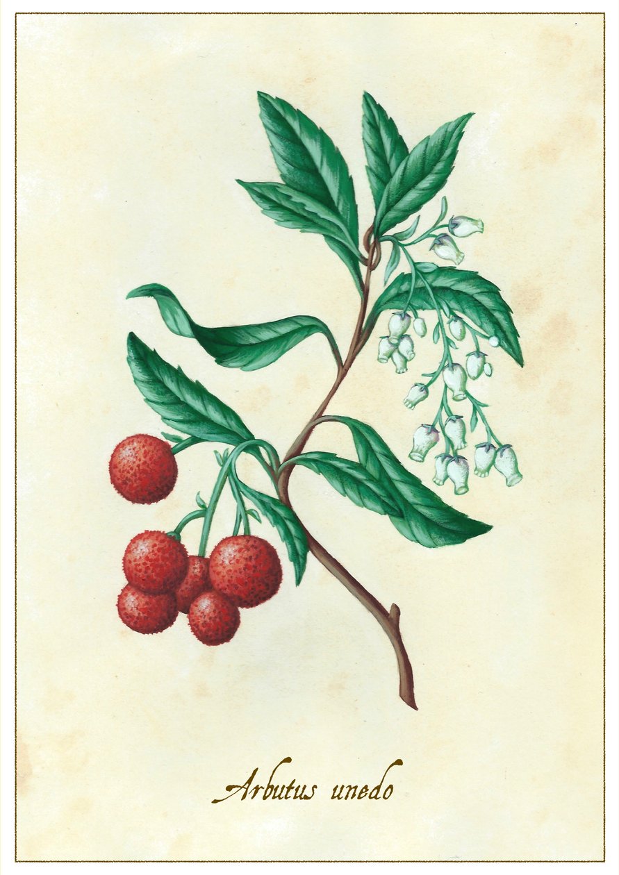 Arbutus unedo, 2015 (gouache) alkotó: Annalisa Morrocco