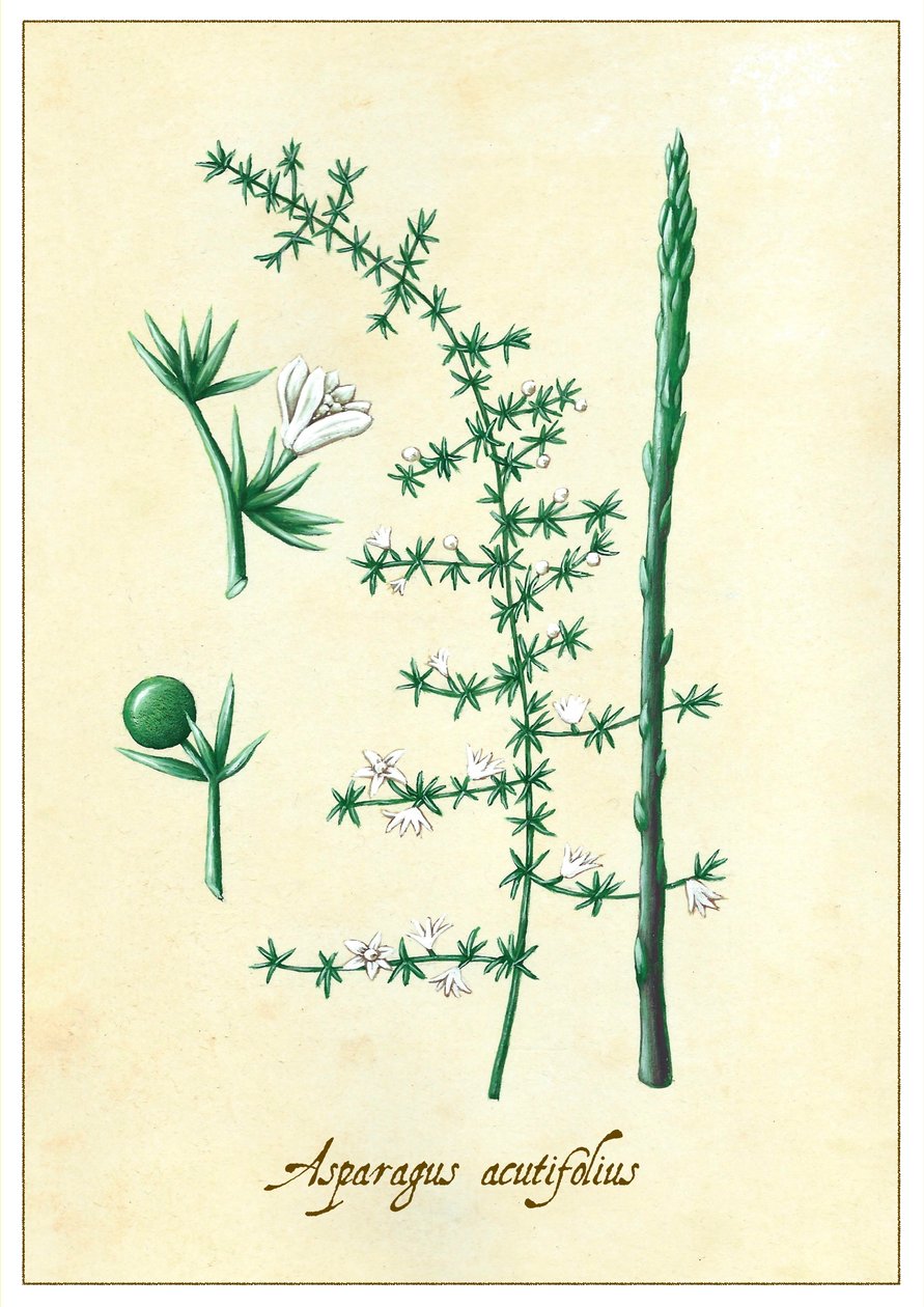 Asparagus acutifolius, 2015 (gouache) alkotó: Annalisa Morrocco