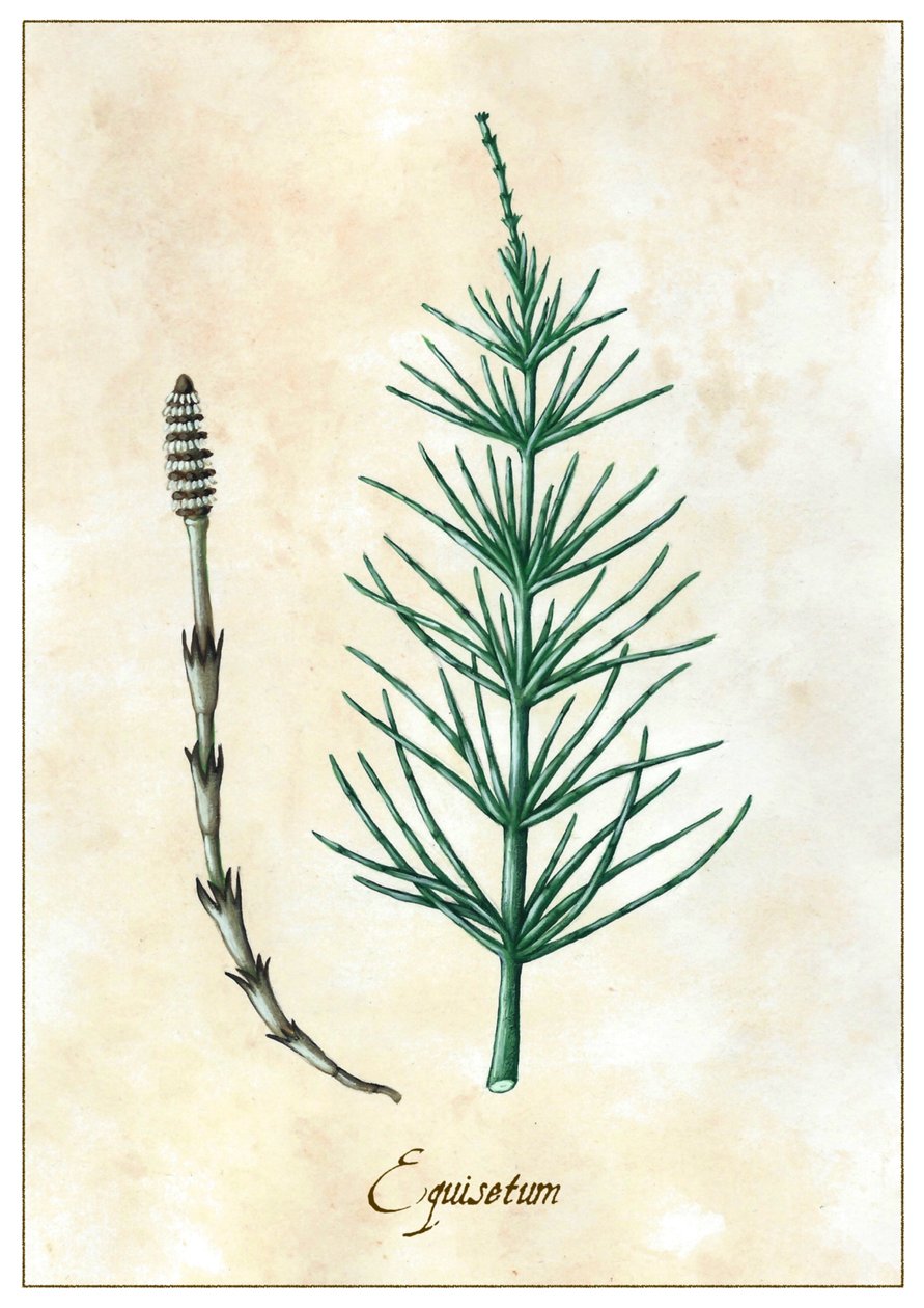 Equisetum, 2015 (gouache) alkotó: Annalisa Morrocco