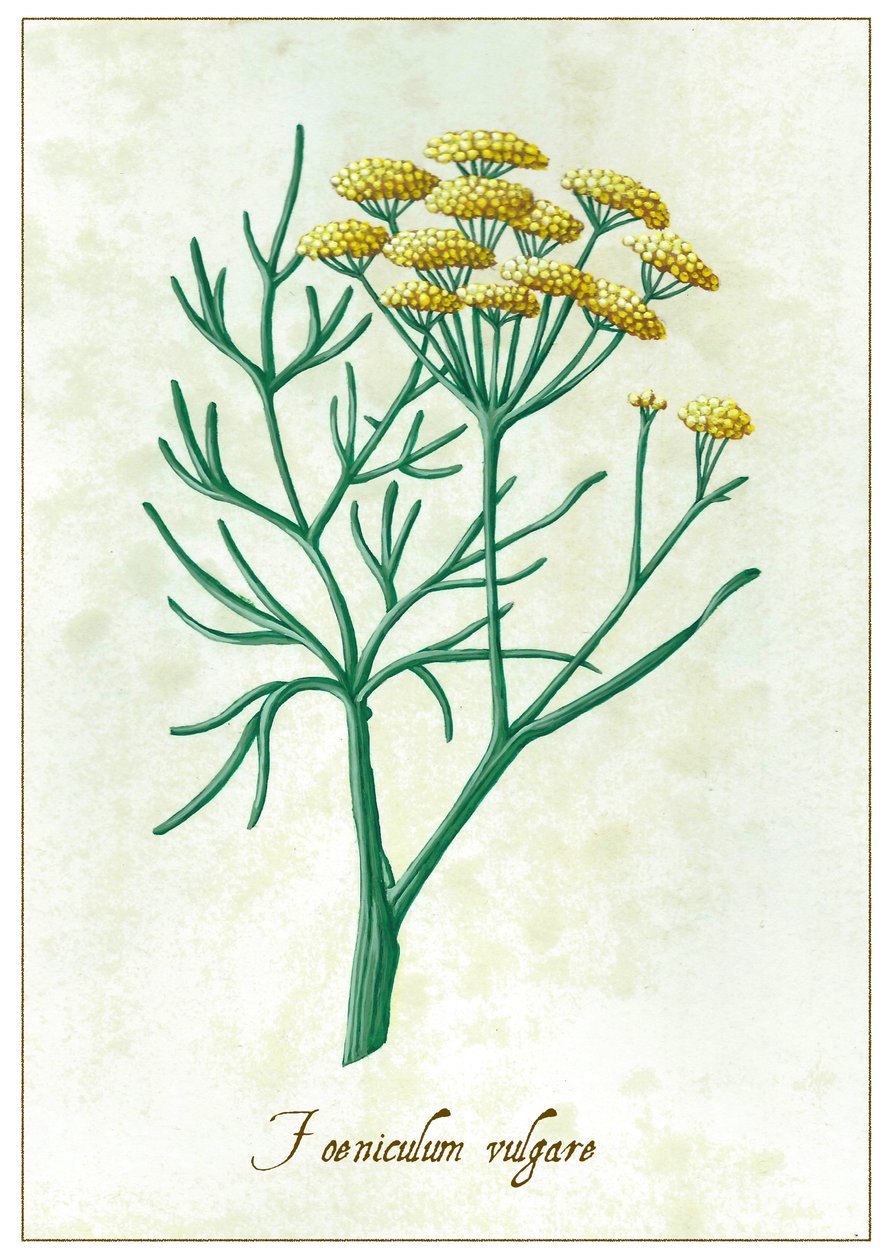 Foeniculum vulgare, 2015 (gouache) alkotó: Annalisa Morrocco