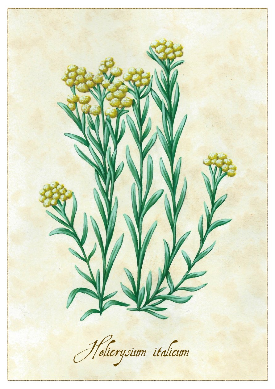Helicrysium italicum, 2015 (gouache) alkotó: Annalisa Morrocco